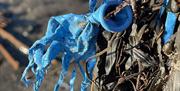 Blue balloon entangled with seaweed on beach