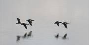 Four brent geese in flight over water.