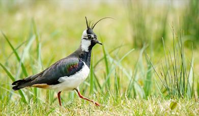 Lapwing walking over grass. 