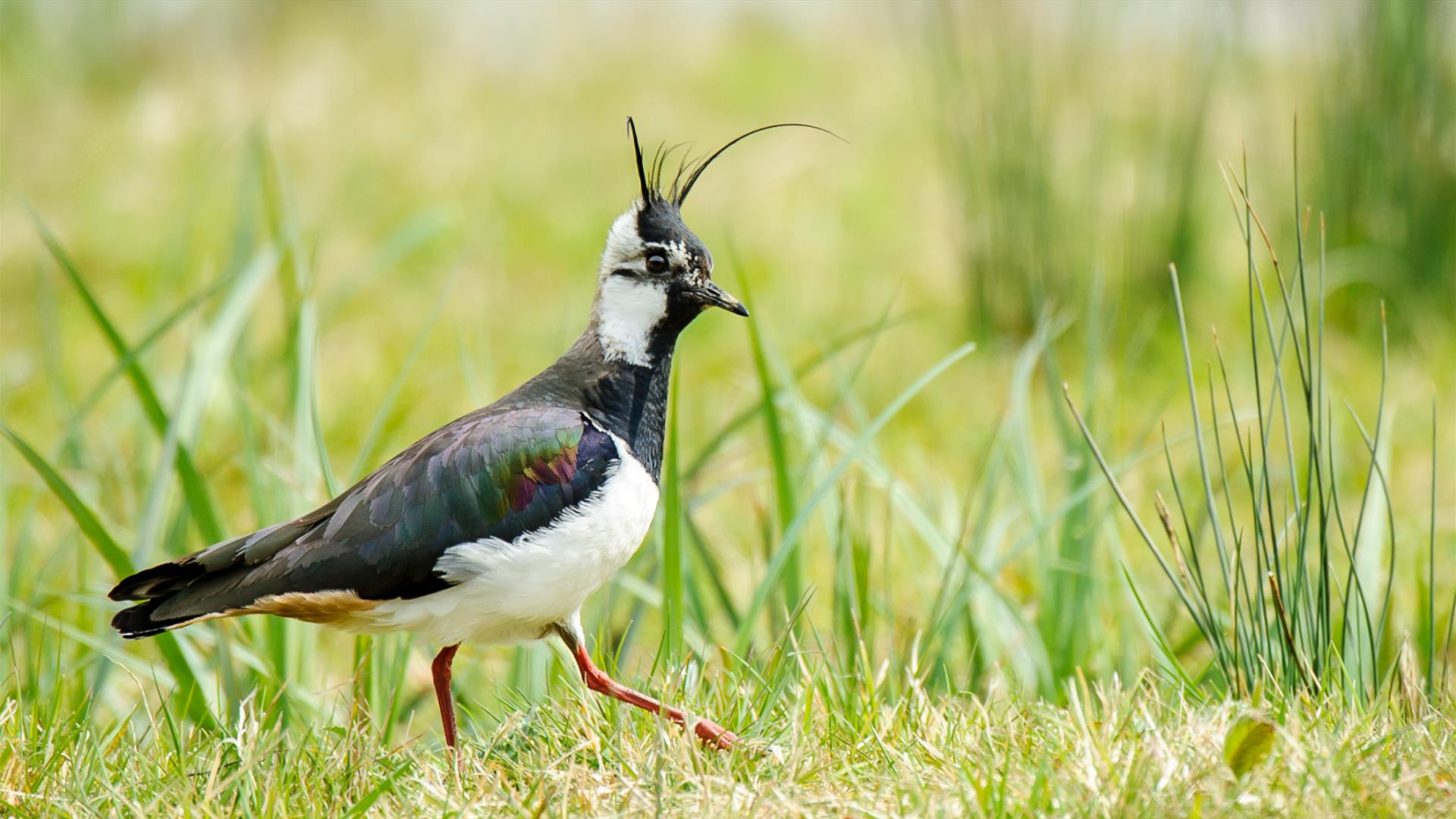 Lapwing walking over grass.