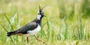 Lapwing walking over grass.