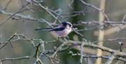 Long-tailed tit on a tree branch in winter